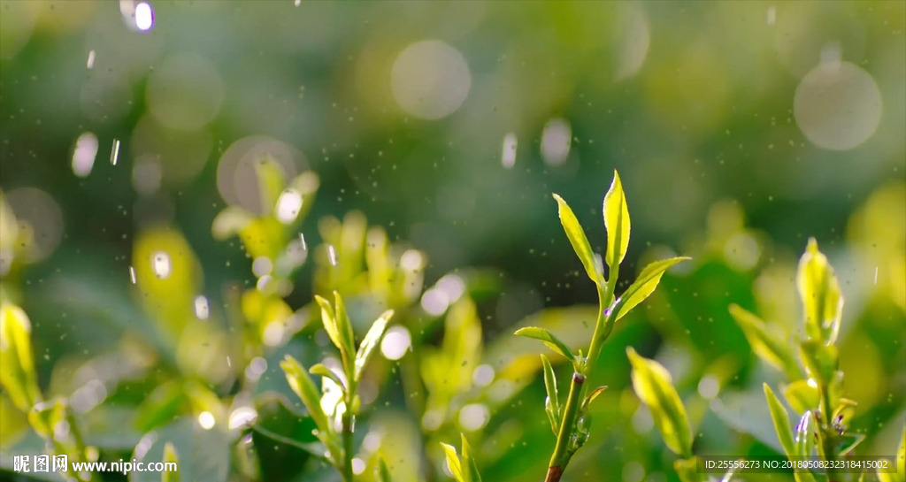 实拍春茶素材 茶语