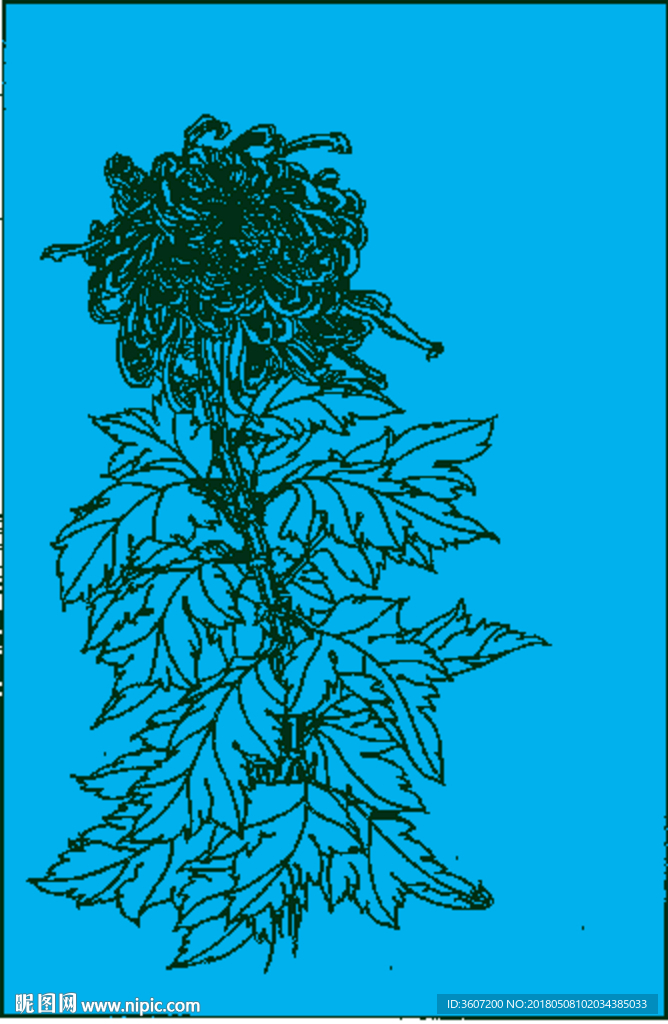 菊花线描 菊花白描 菊花素描