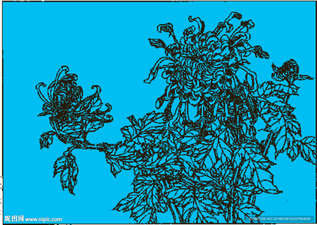 菊花线描 菊花白描 菊花素描