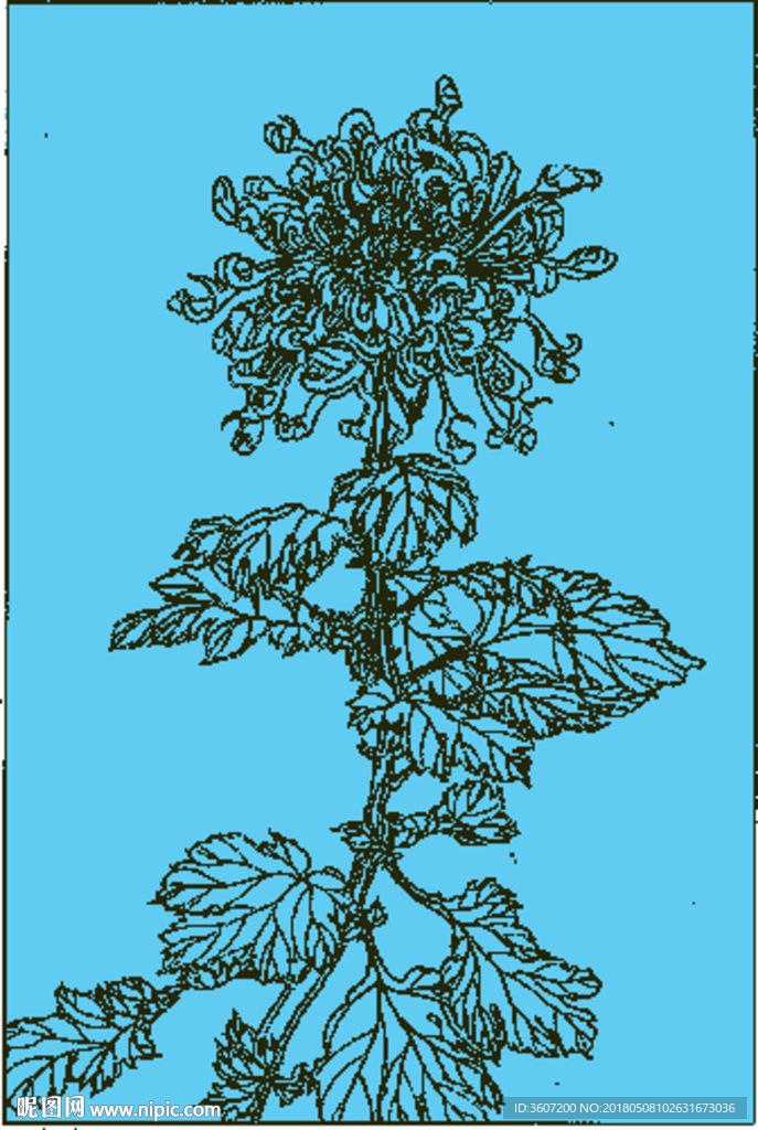 菊花线描 菊花白描 菊花素描