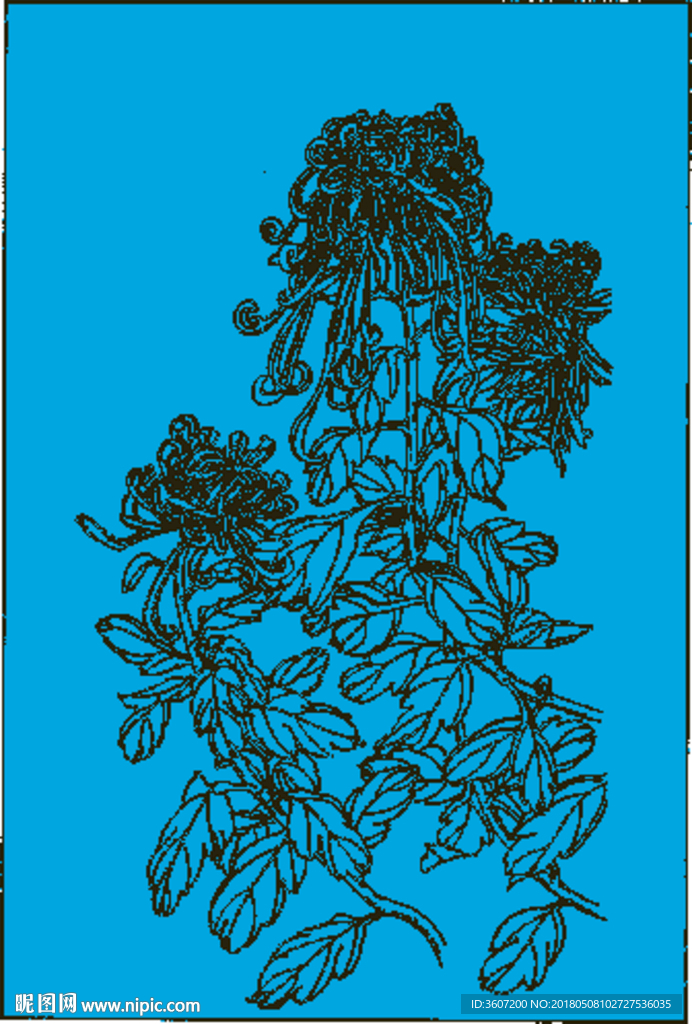 菊花线描 菊花白描 菊花素描