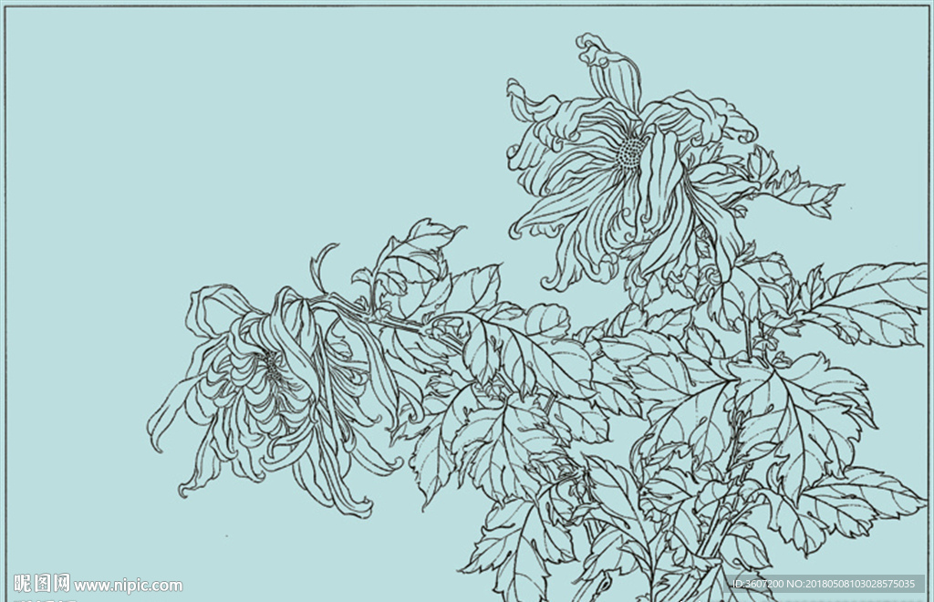 菊花线描 菊花白描 菊花素描