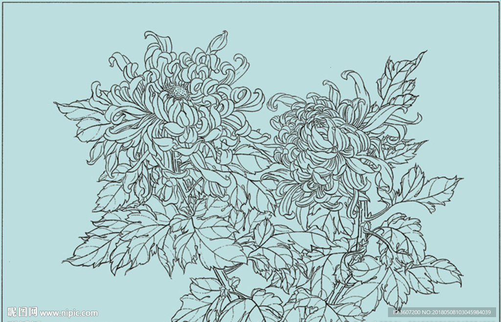 菊花线描 菊花白描 菊花素描