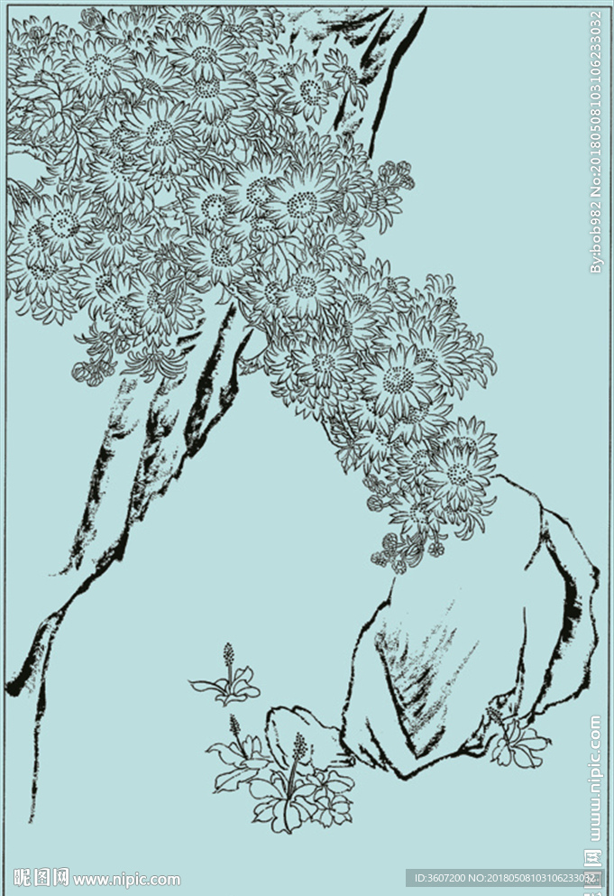 菊花线描 菊花白描 菊花素描