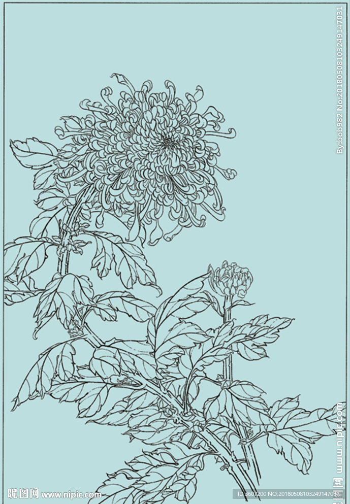 菊花线描 菊花白描 菊花素描