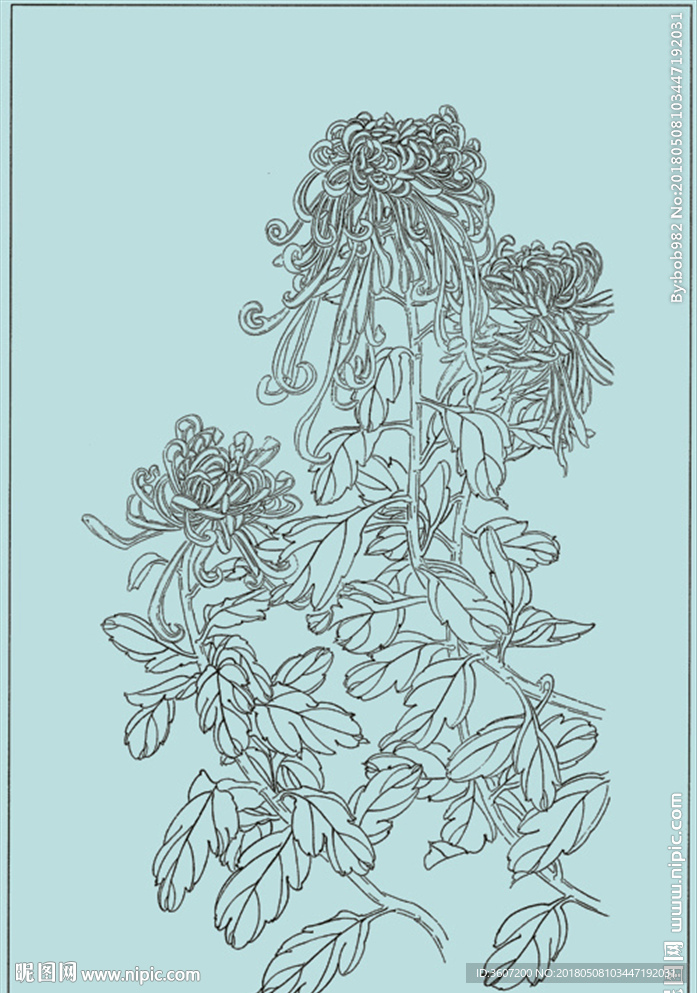 菊花线描 菊花白描 菊花素描