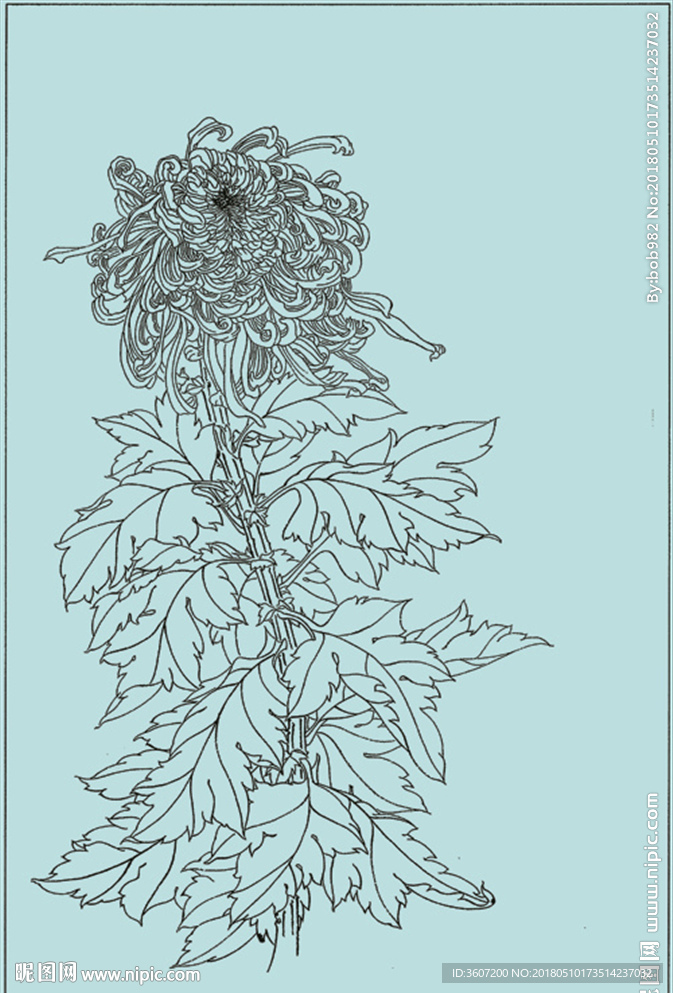菊花线描 菊花白描 菊花素描