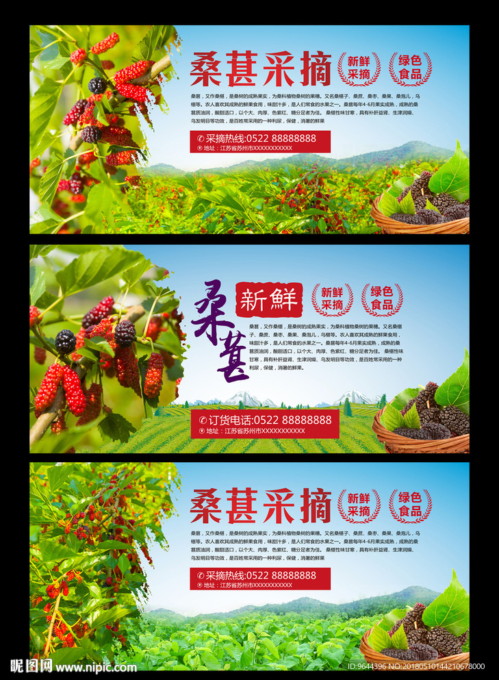 桑葚
