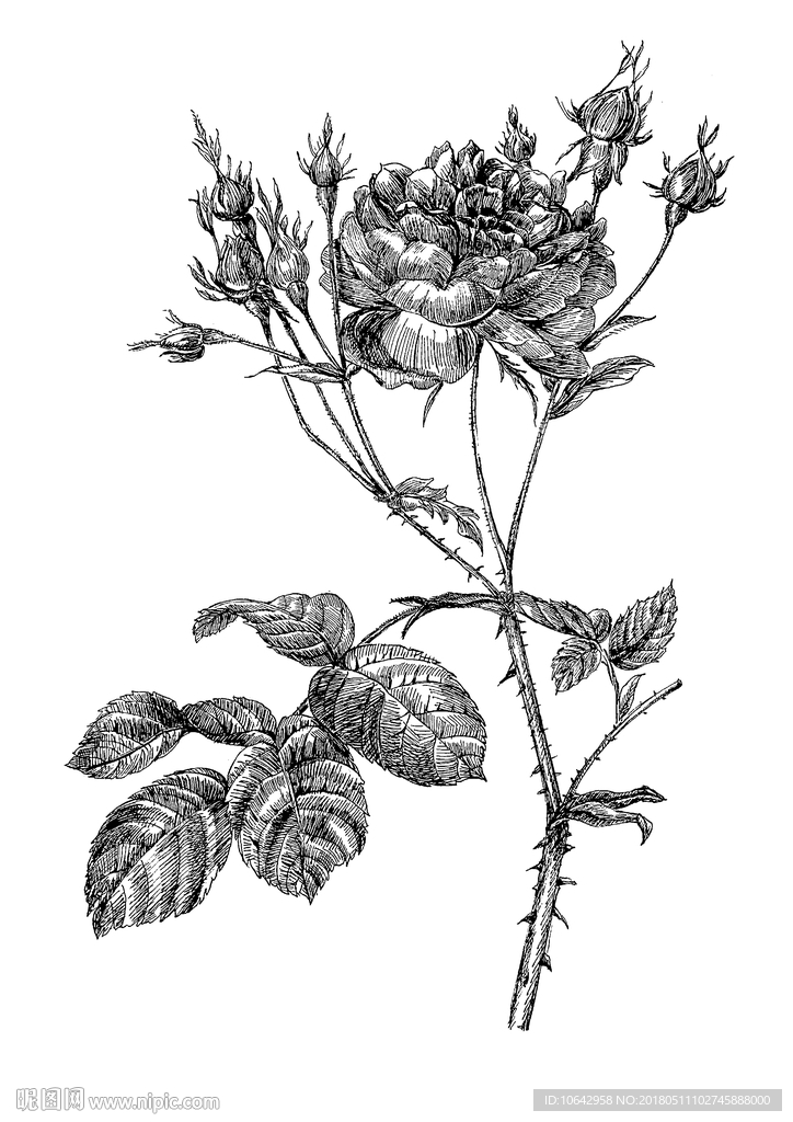 复古素描花卉