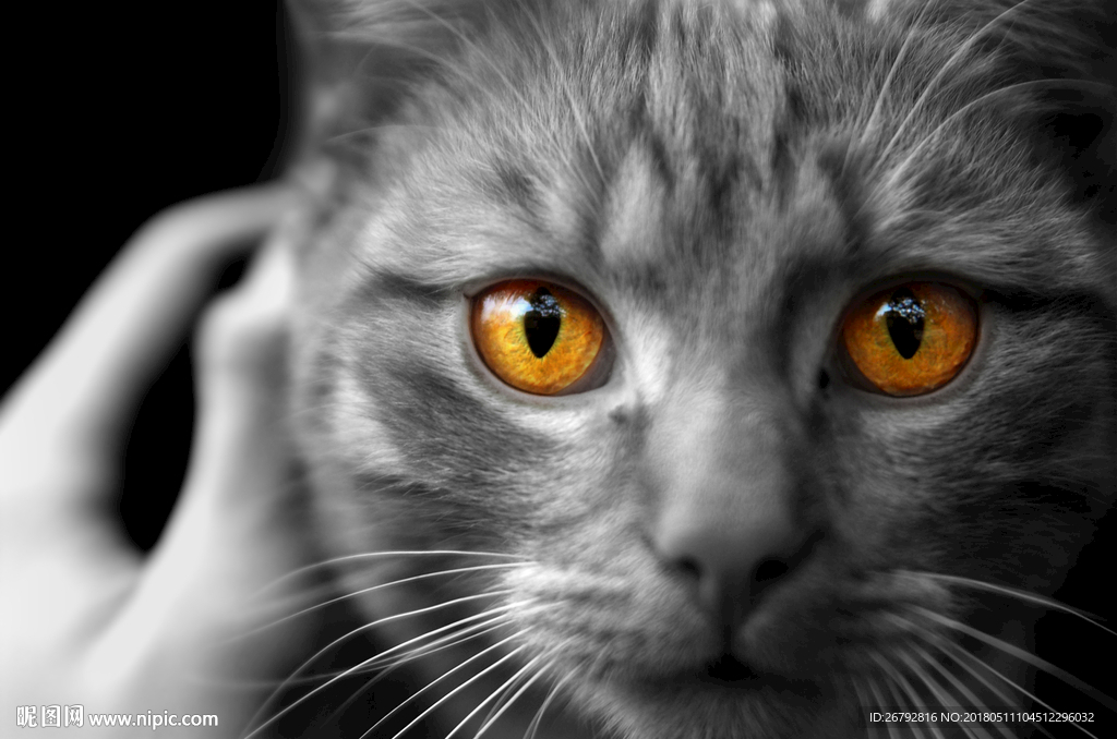 猫咪 小猫 小花猫 猫狗 小动