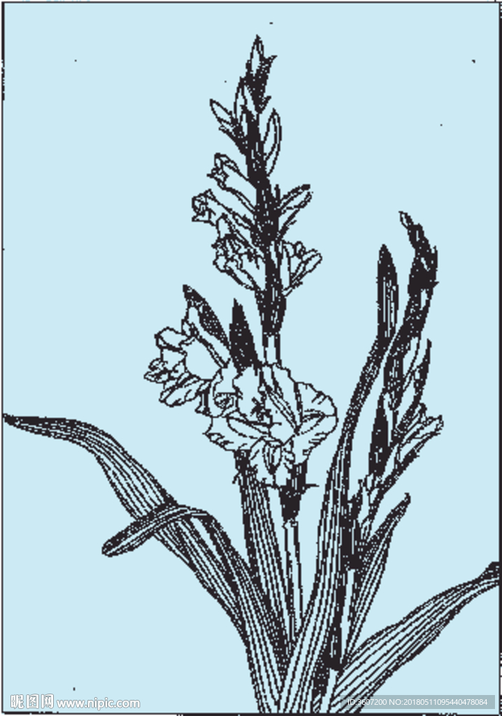 菖兰线描 菖兰白描 菖兰素描