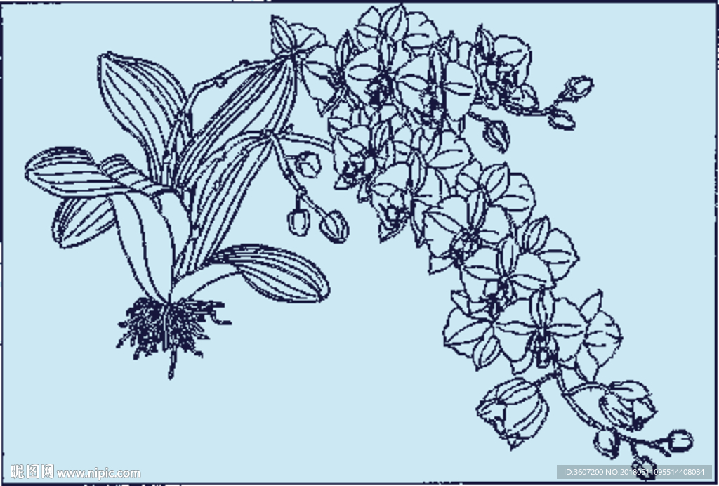 蝴蝶兰线描 蝴蝶兰白描 蝴蝶兰