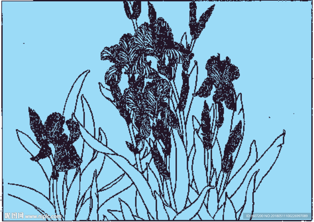 鸢尾兰线描 鸢尾兰白描 鸢尾兰