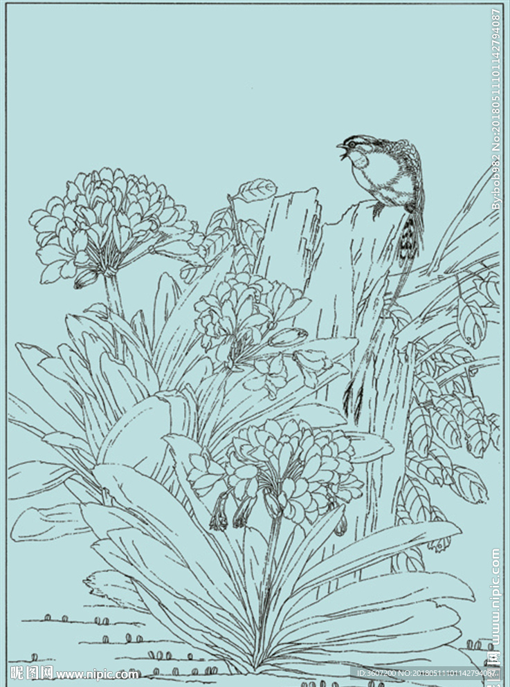 君子兰线描 君子兰白描 君子兰