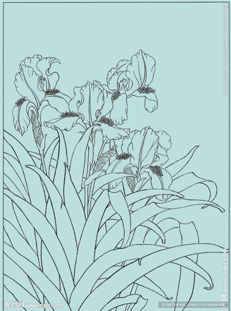 鸢尾兰线描 鸢尾兰白描 鸢尾兰