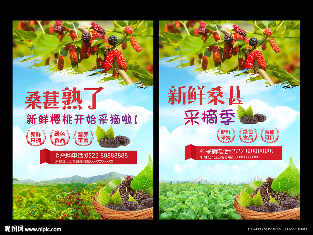 桑葚