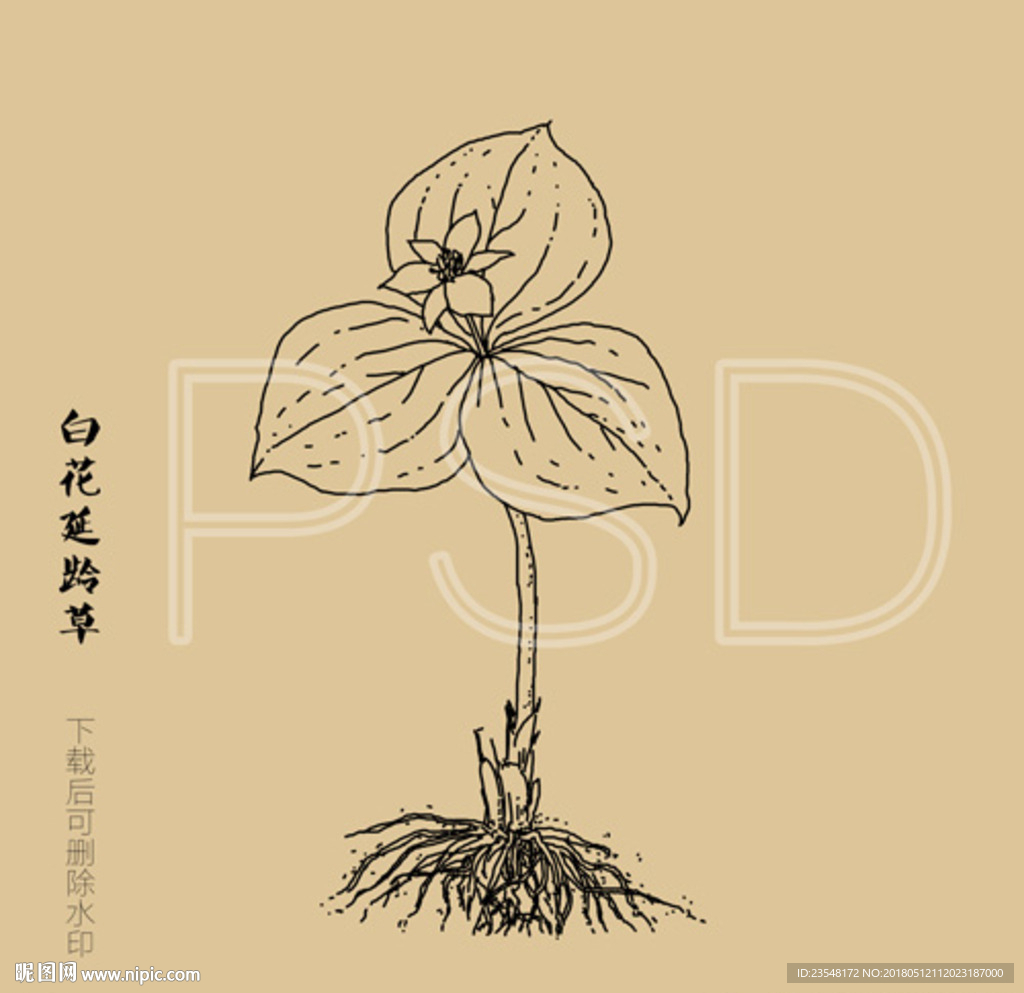 白花延龄草