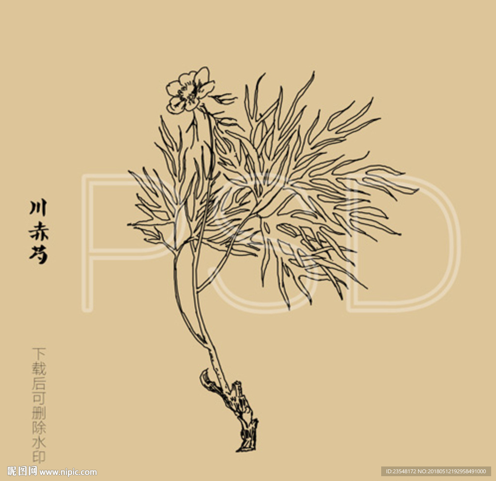 川赤芍