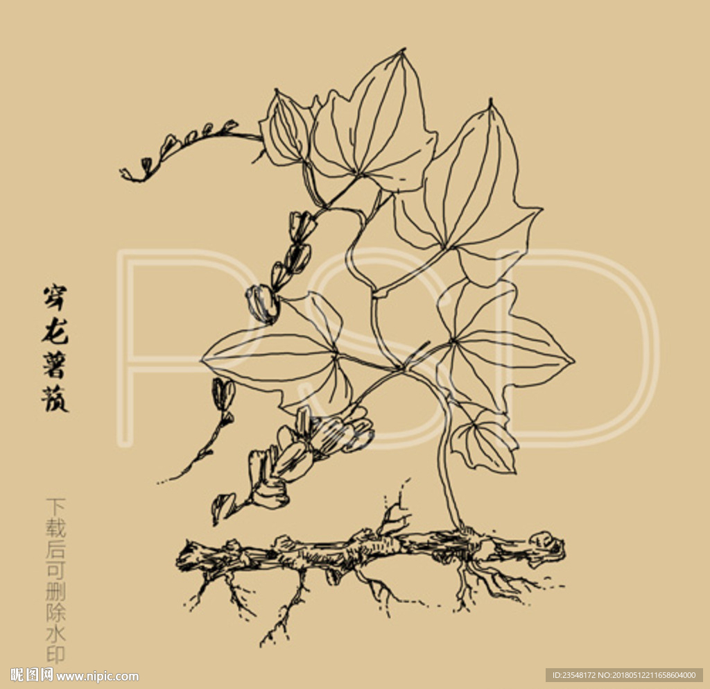 穿龙薯蓣