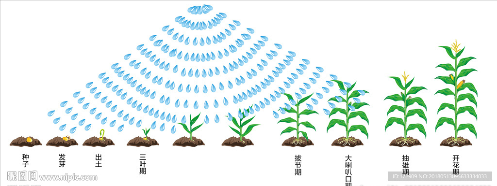 玉米生长过程-淋浇水矢量图图片