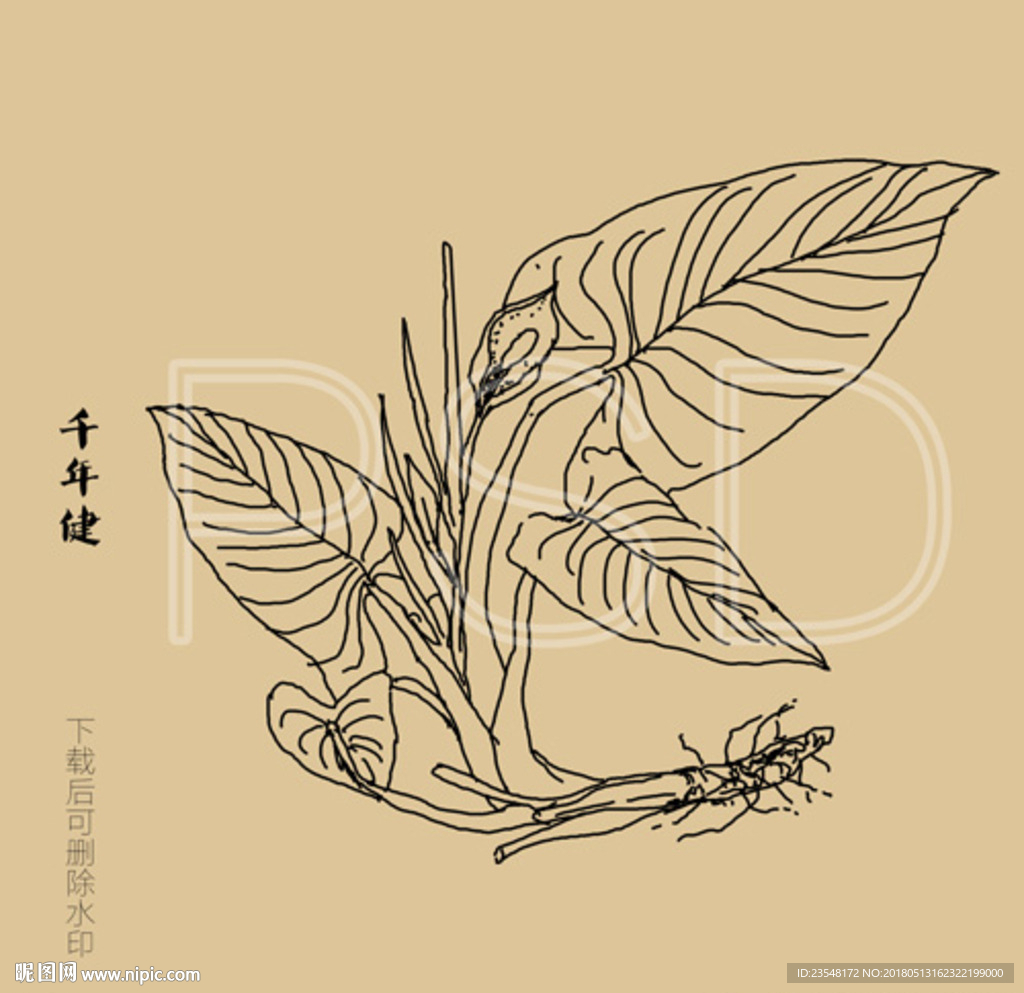 千年健