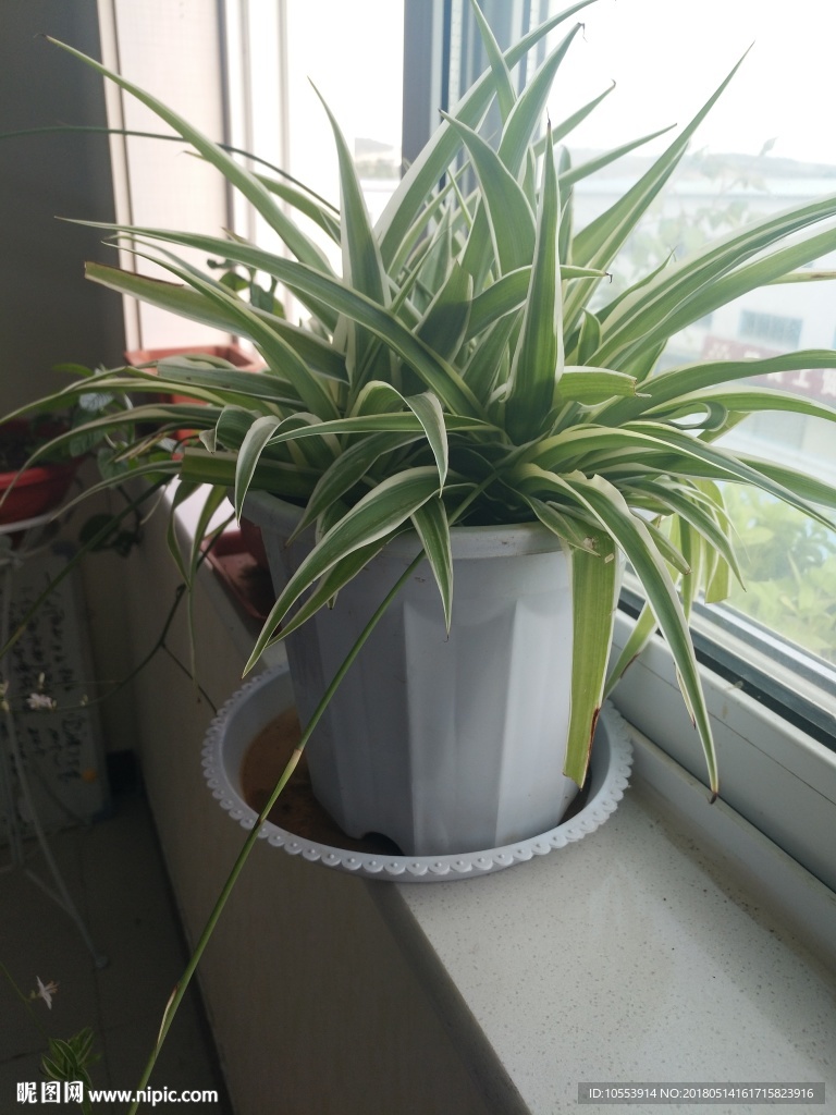 绿色植物 花草 绿色 植物 阳