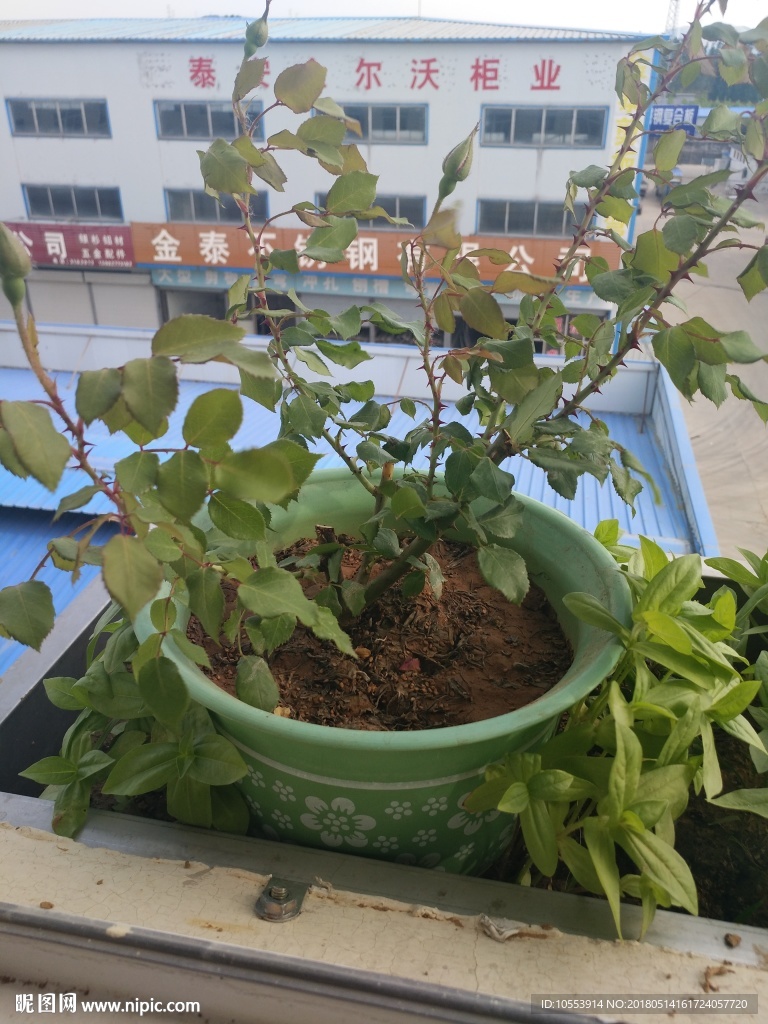 绿色植物