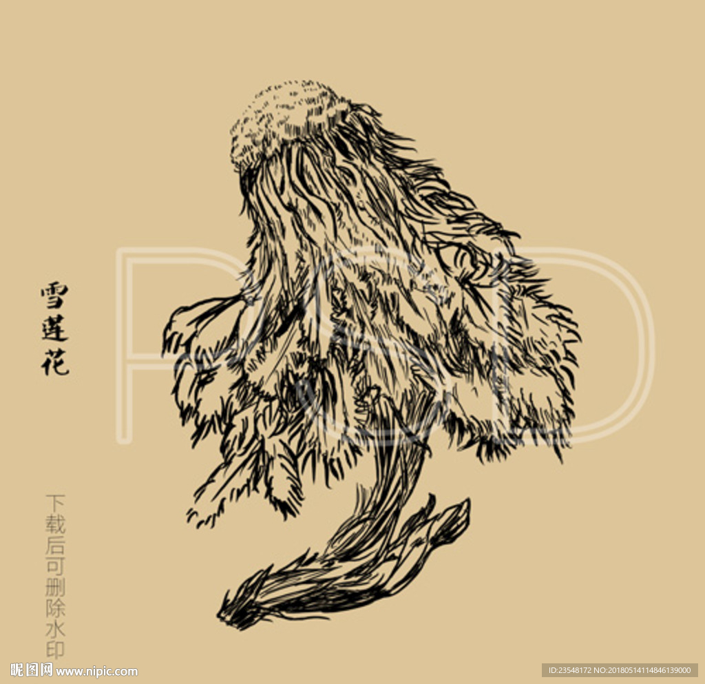天山雪莲