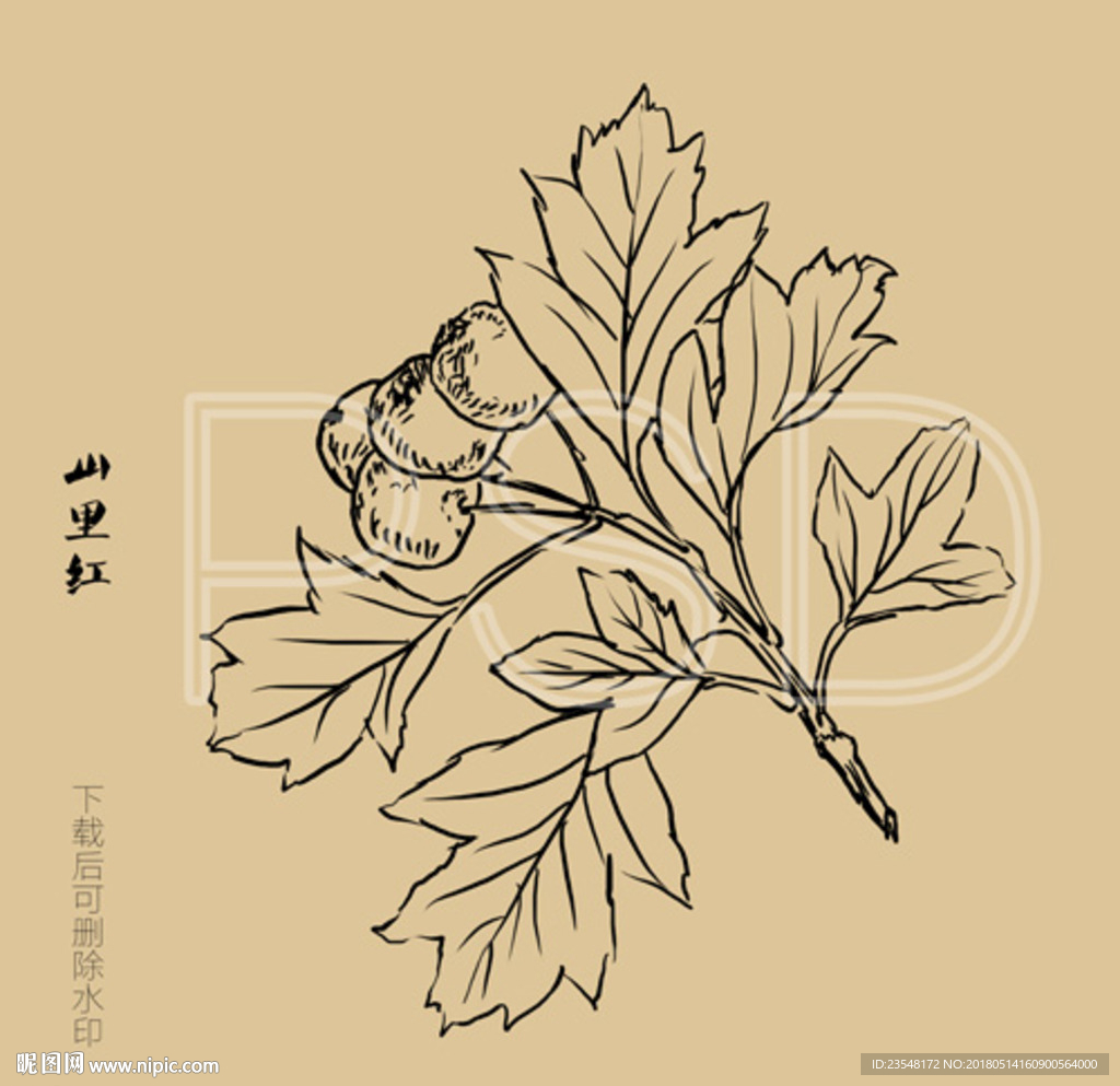 山里红