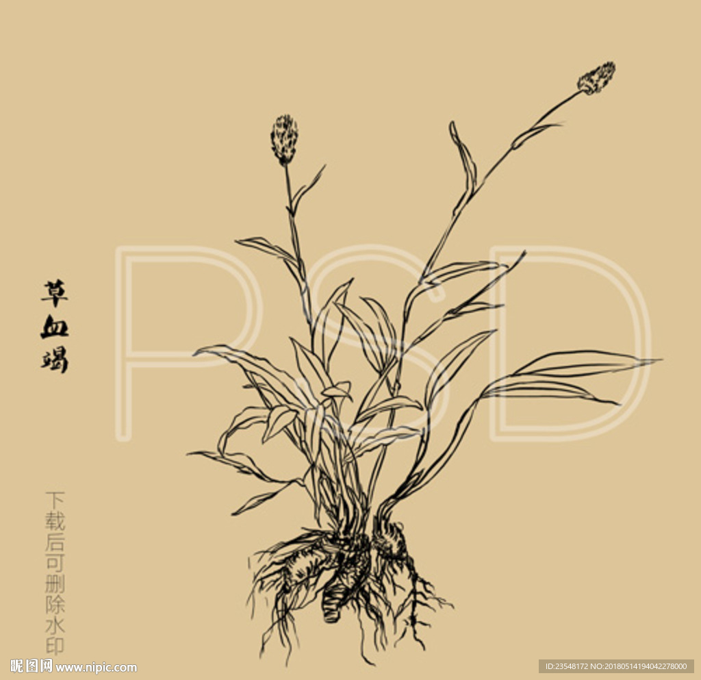 草血竭