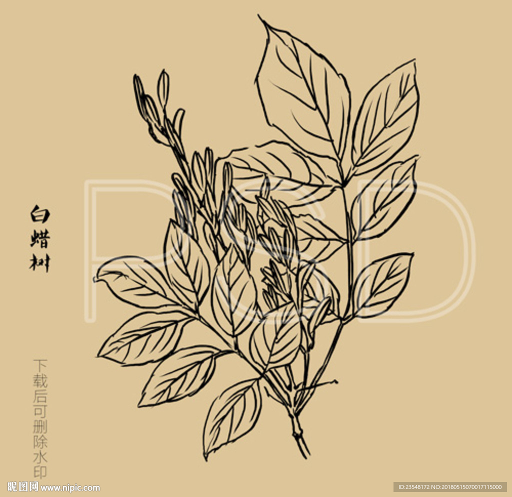 白蜡树