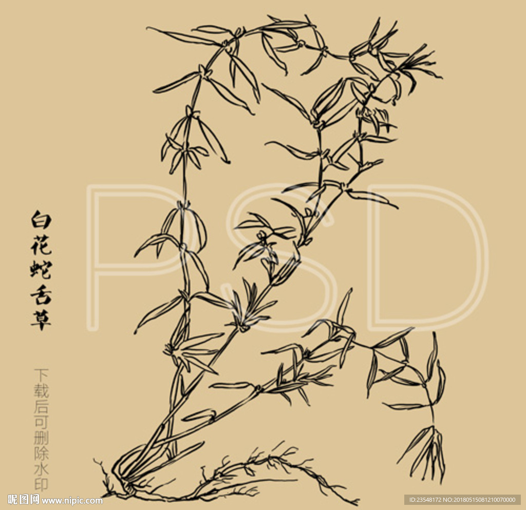 蛇舌草