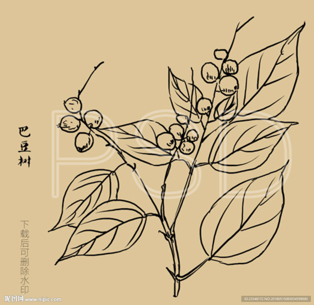 巴豆树
