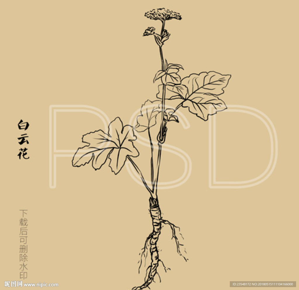 白云花