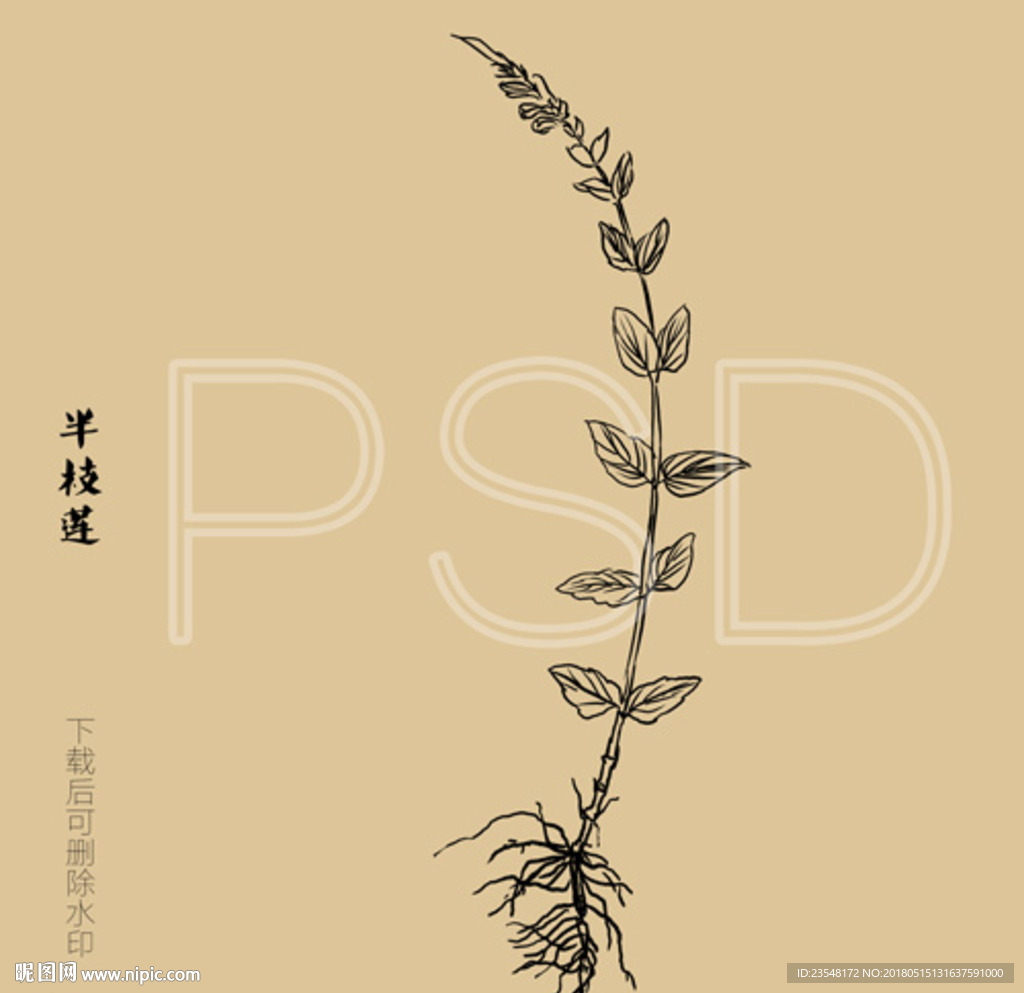 半枝莲