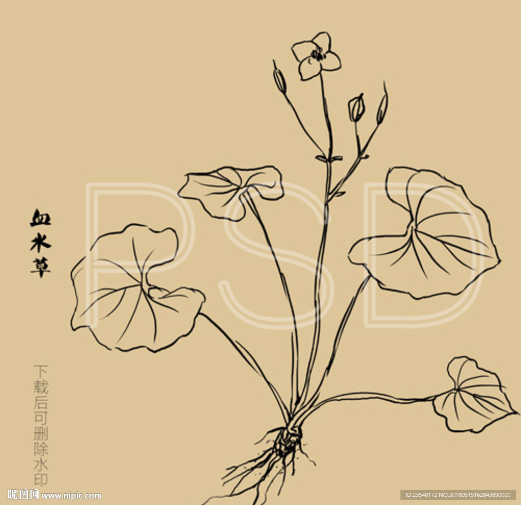 血水草