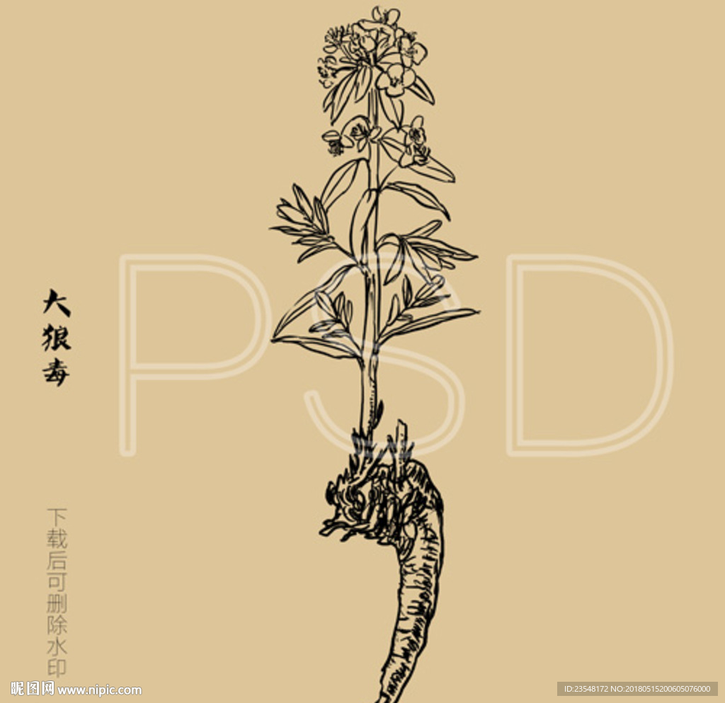 大狼毒