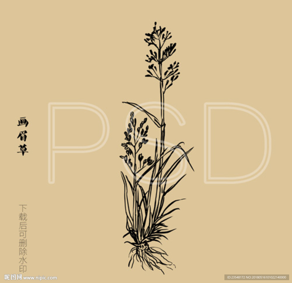 画眉草