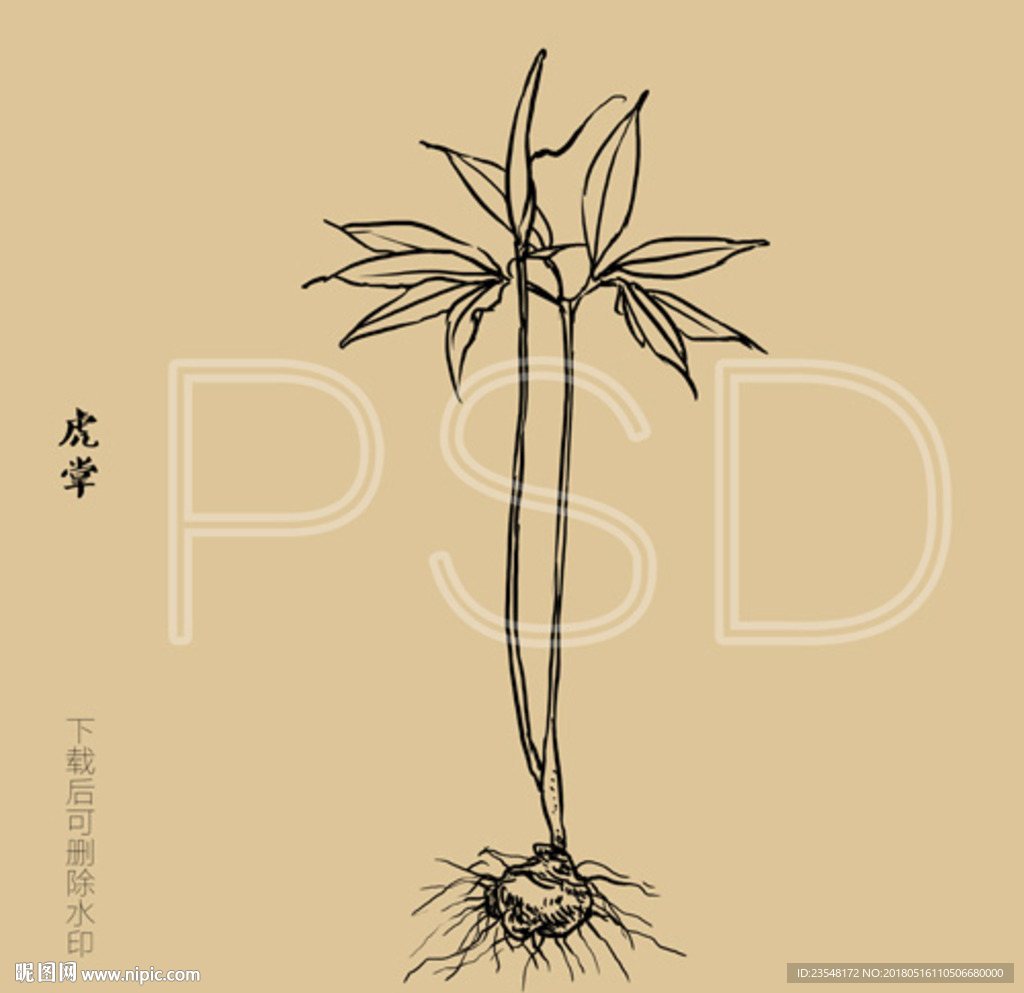 虎掌