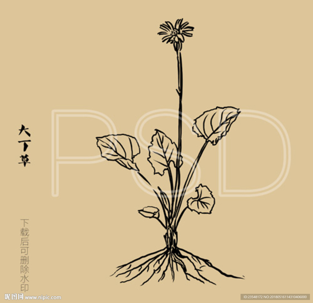 大丁草