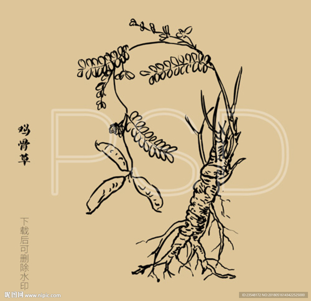 鸡骨草