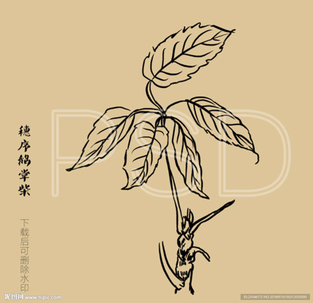 穗序鹅掌柴