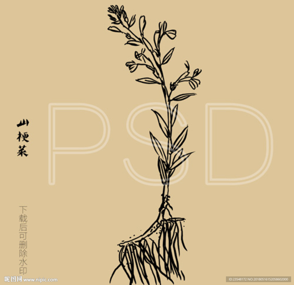 山梗菜