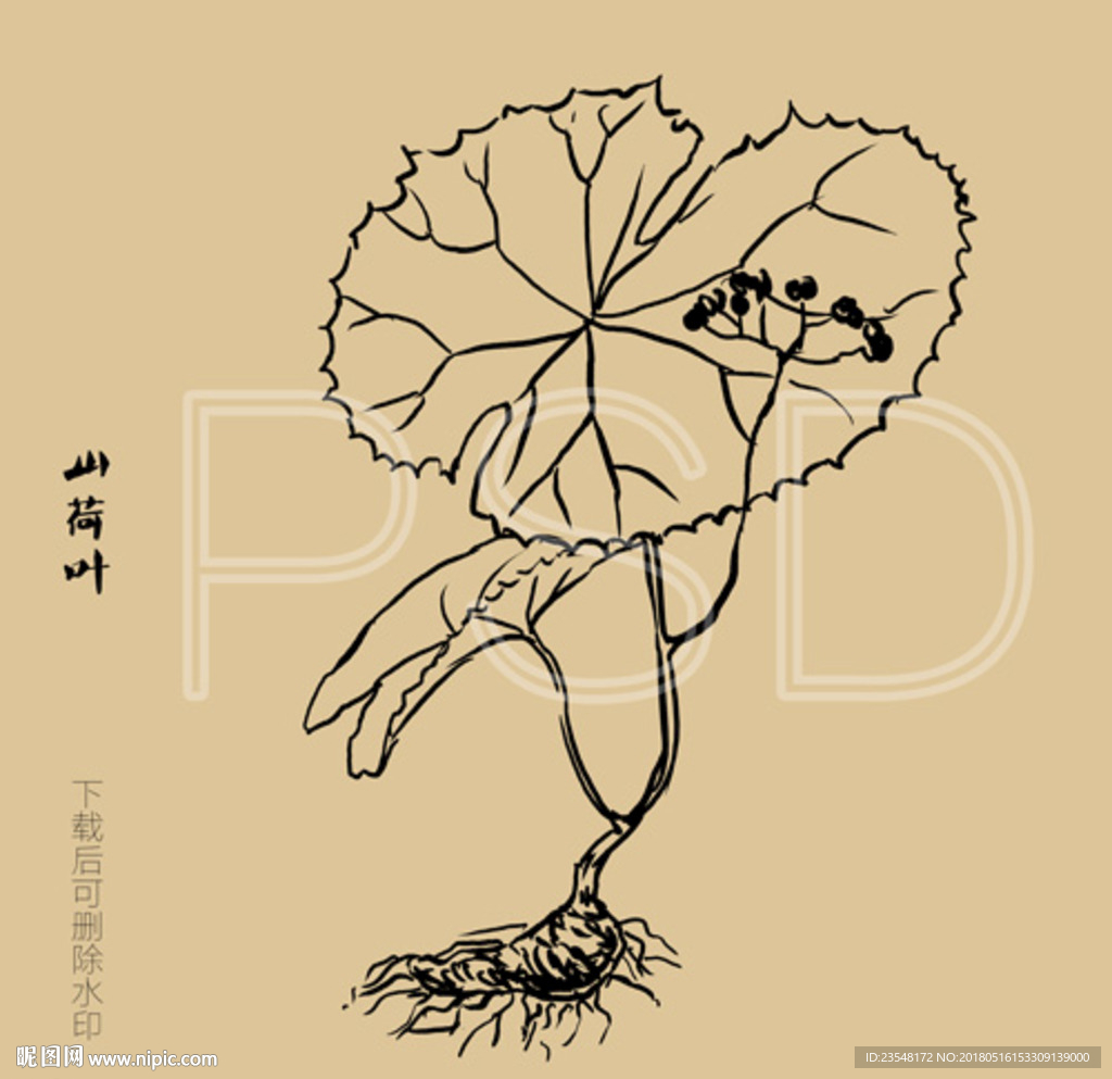 山荷叶