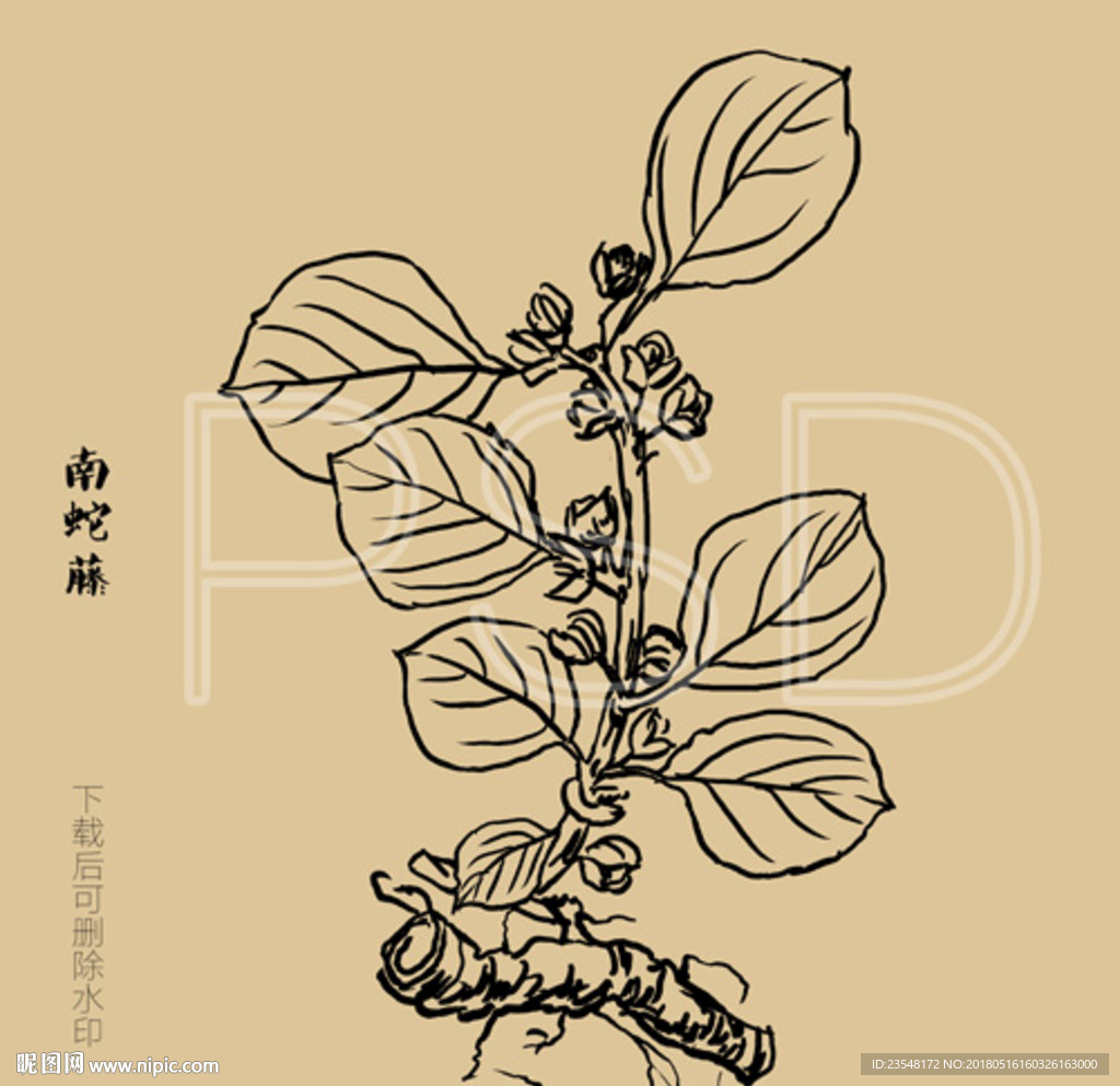 南蛇藤