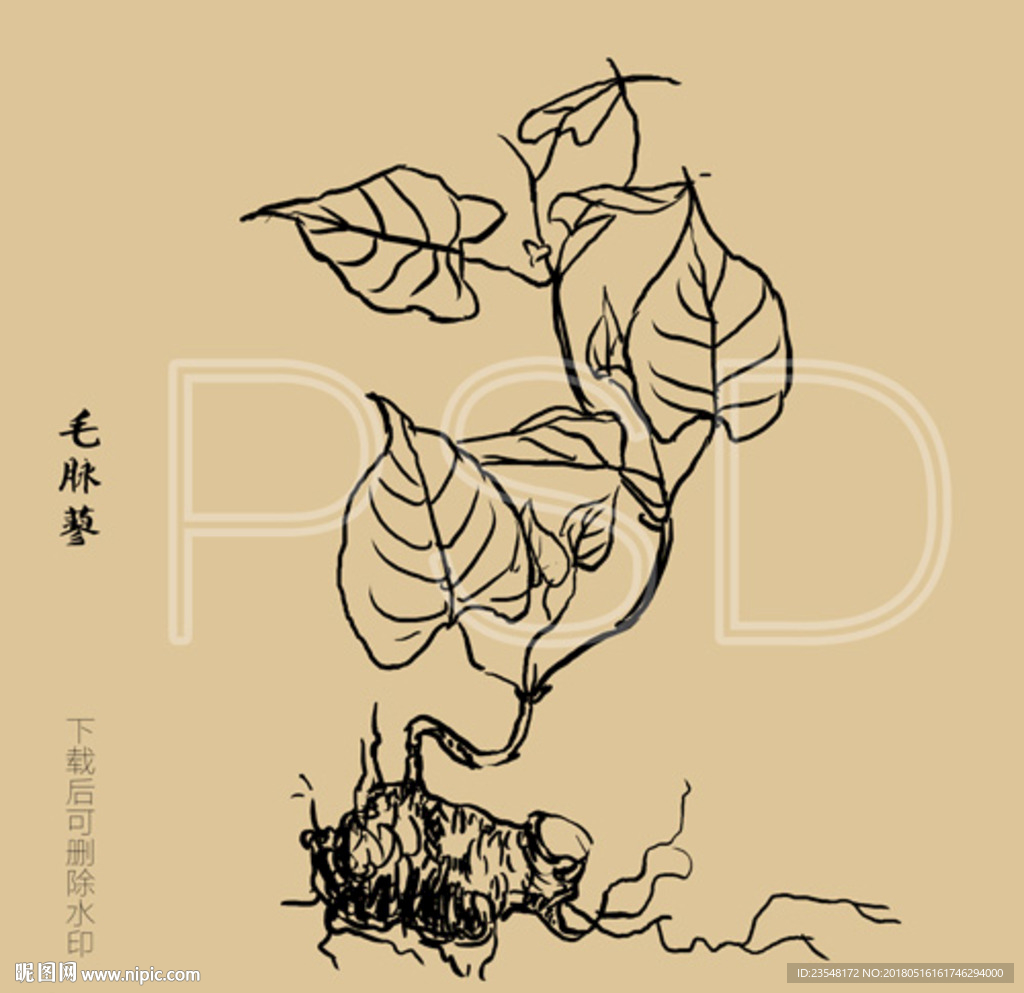 毛脉蓼