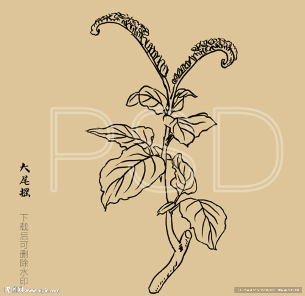 大尾摇