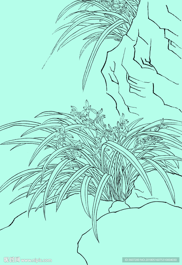 兰花线描 兰花白描 兰花素描