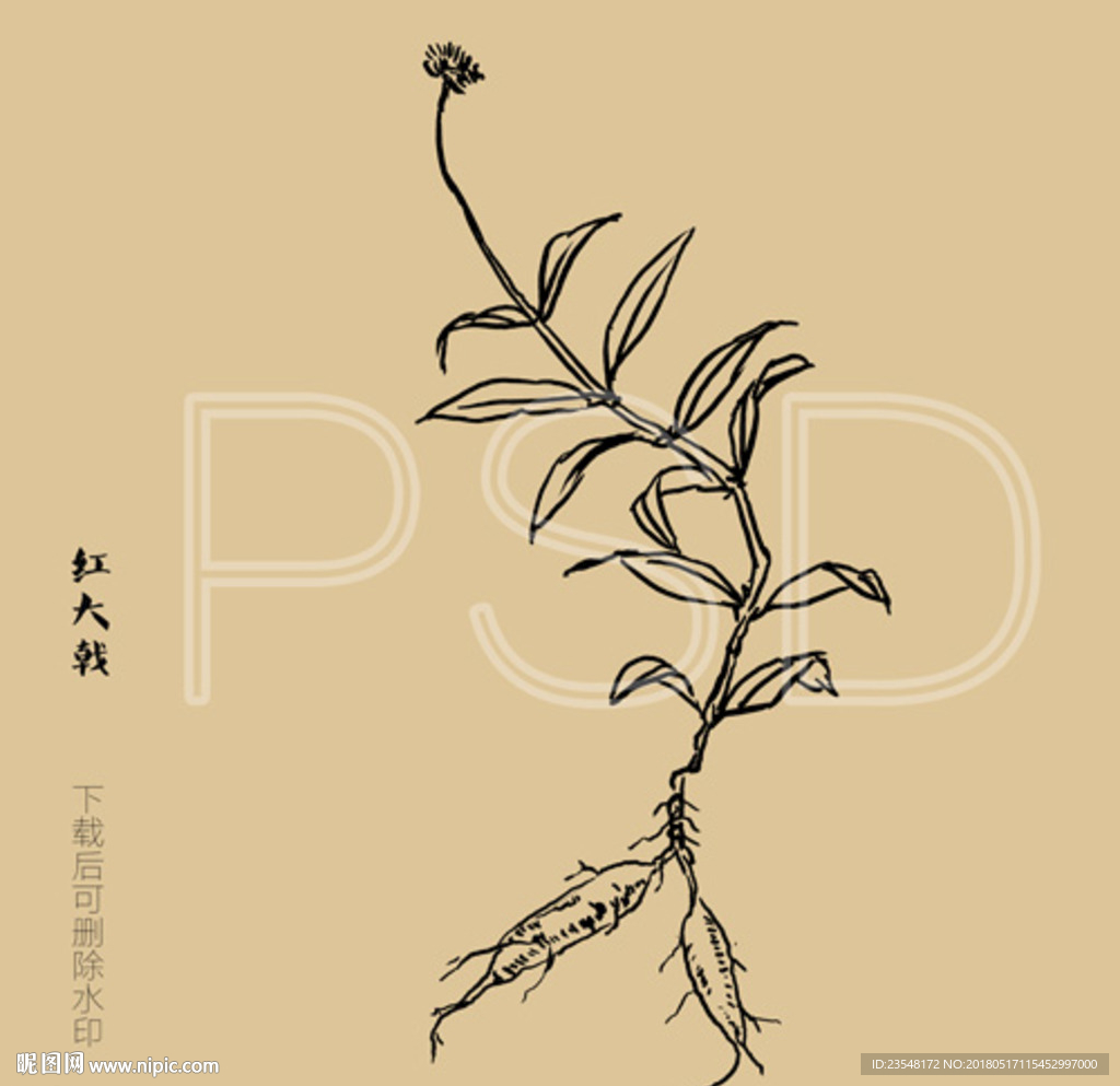 红大戟