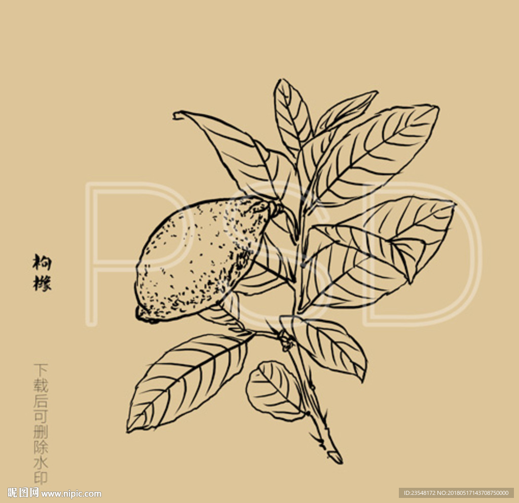 枸橼